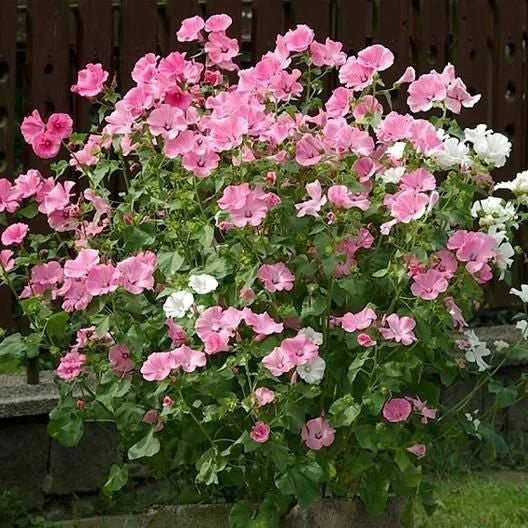 Rose Mallow Mixed Color Seeds